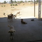 Life Basics: Food, Shelter, Water, and Freedom.