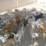The Dog Rescue Facility- who say there's no Oneness?