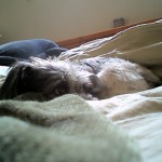 This page is dedicated to Zee, my first dog.